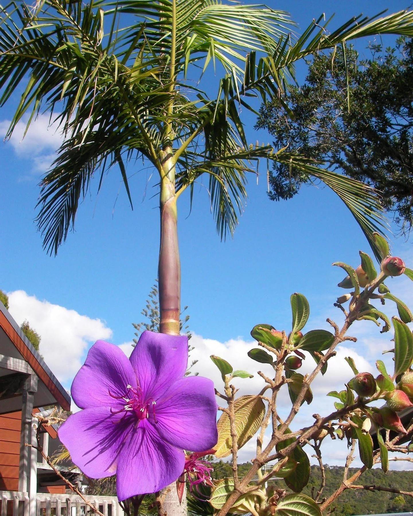 Bay Cabinz Motel Paihia Exteriör bild